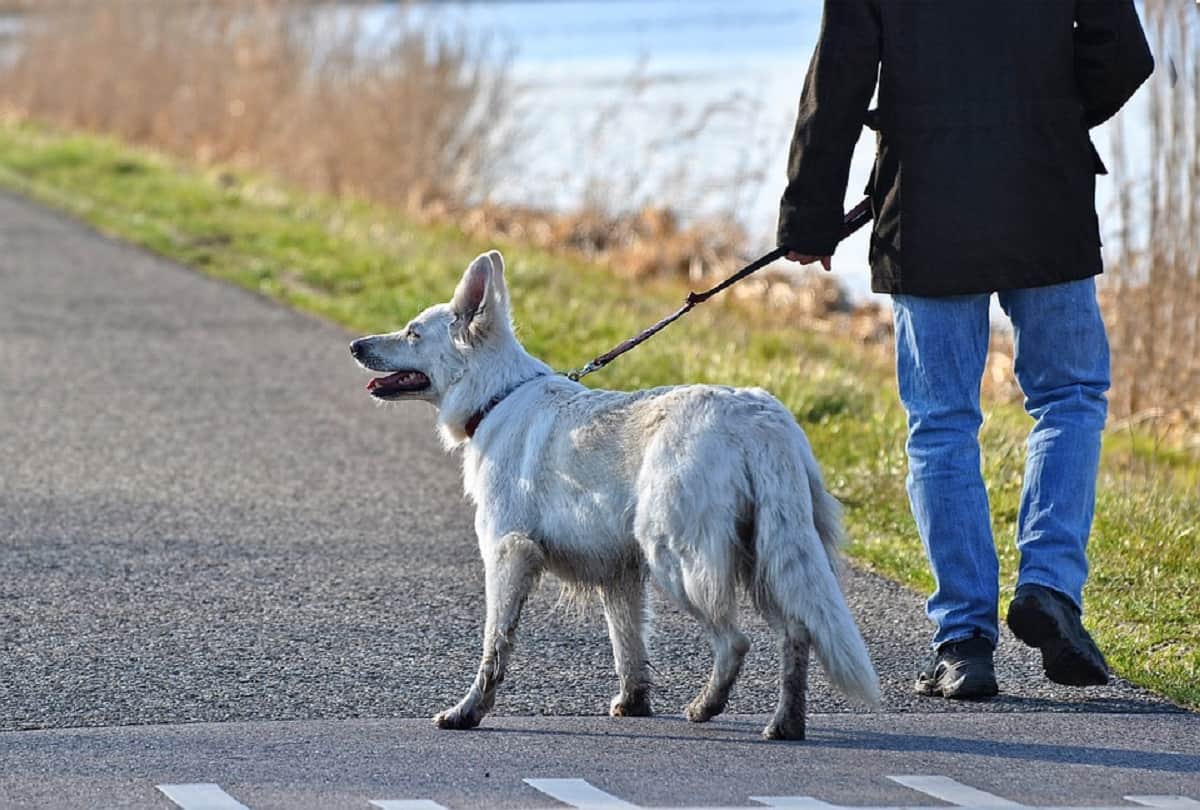 corona virus pandemic dog detect virus by smelling in britain