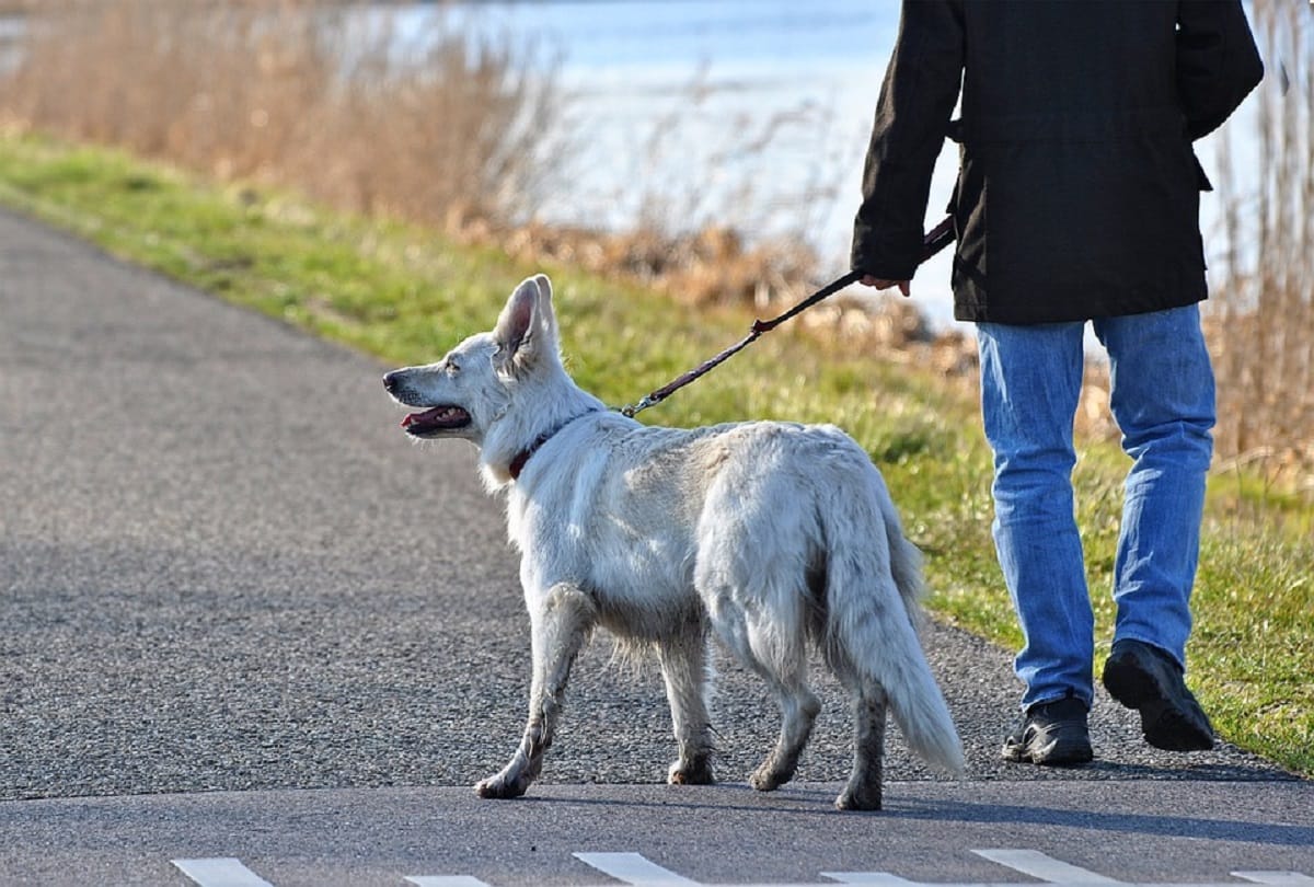 us 8 year old dog becomes owner of 36 crores rupees