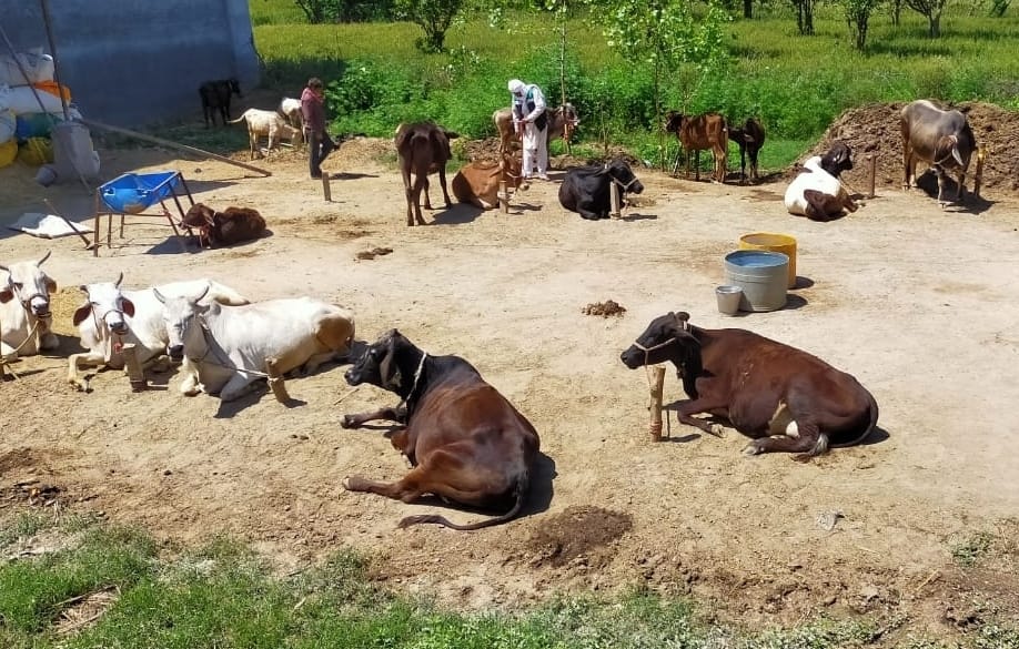 Crisis made for fodder in cow shed
