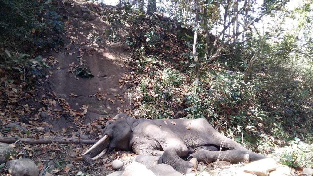 Elephant's body found in the forest of Kalagarh park