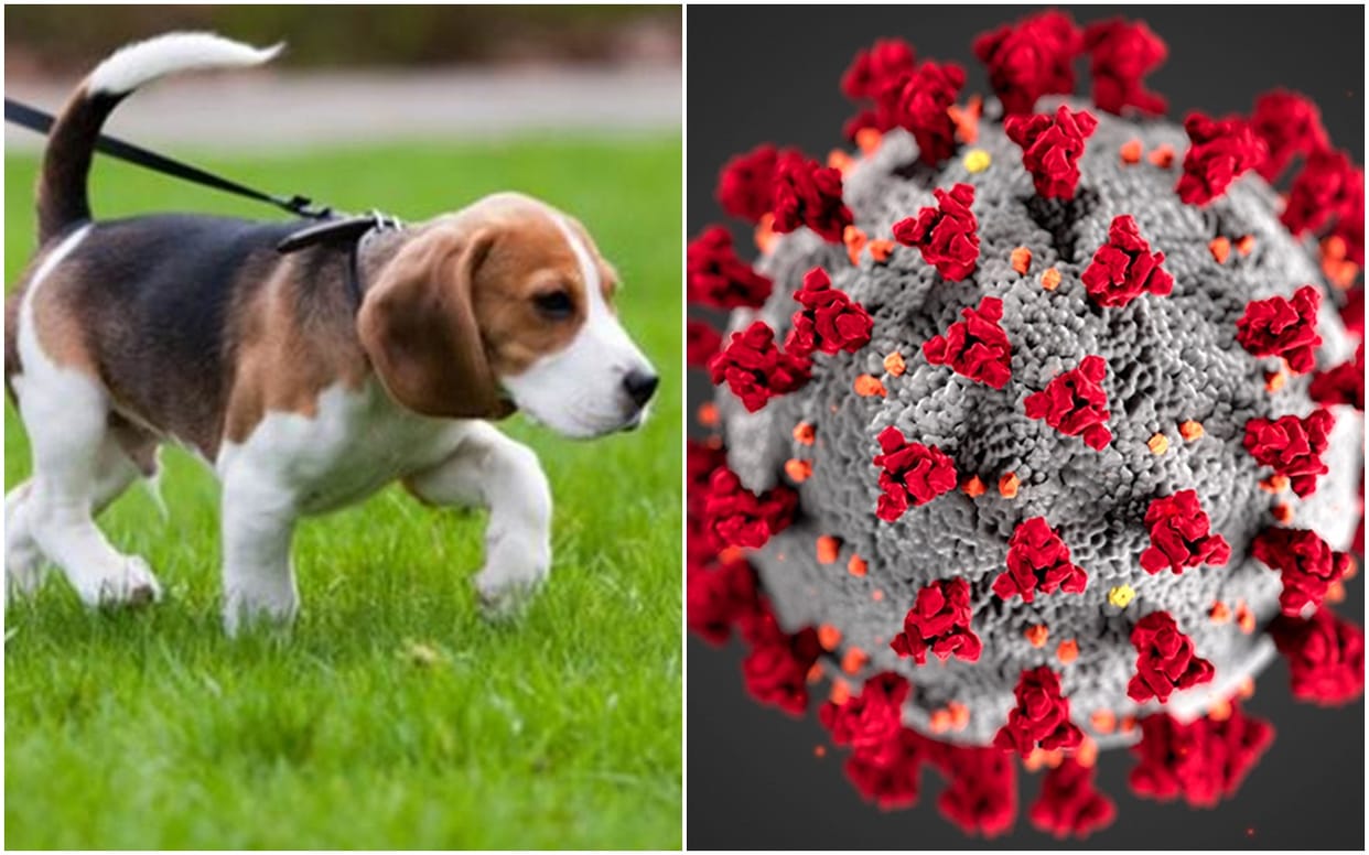 World Animal Health Organisation Gives Advisory On Coronavirus and Animal Relation