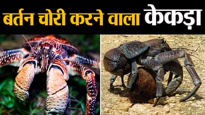 things to know about coconut crab