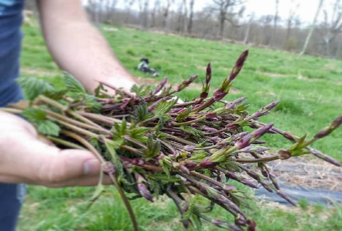 Most Expensive Vegetable In The World Hop Shoots cost 82000 rupees a kilo