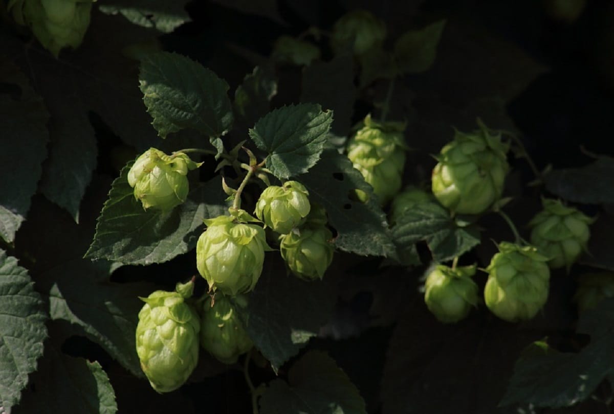 Hop Shoots most expensive vegetable in the world which may have to be loaned from bank to buy