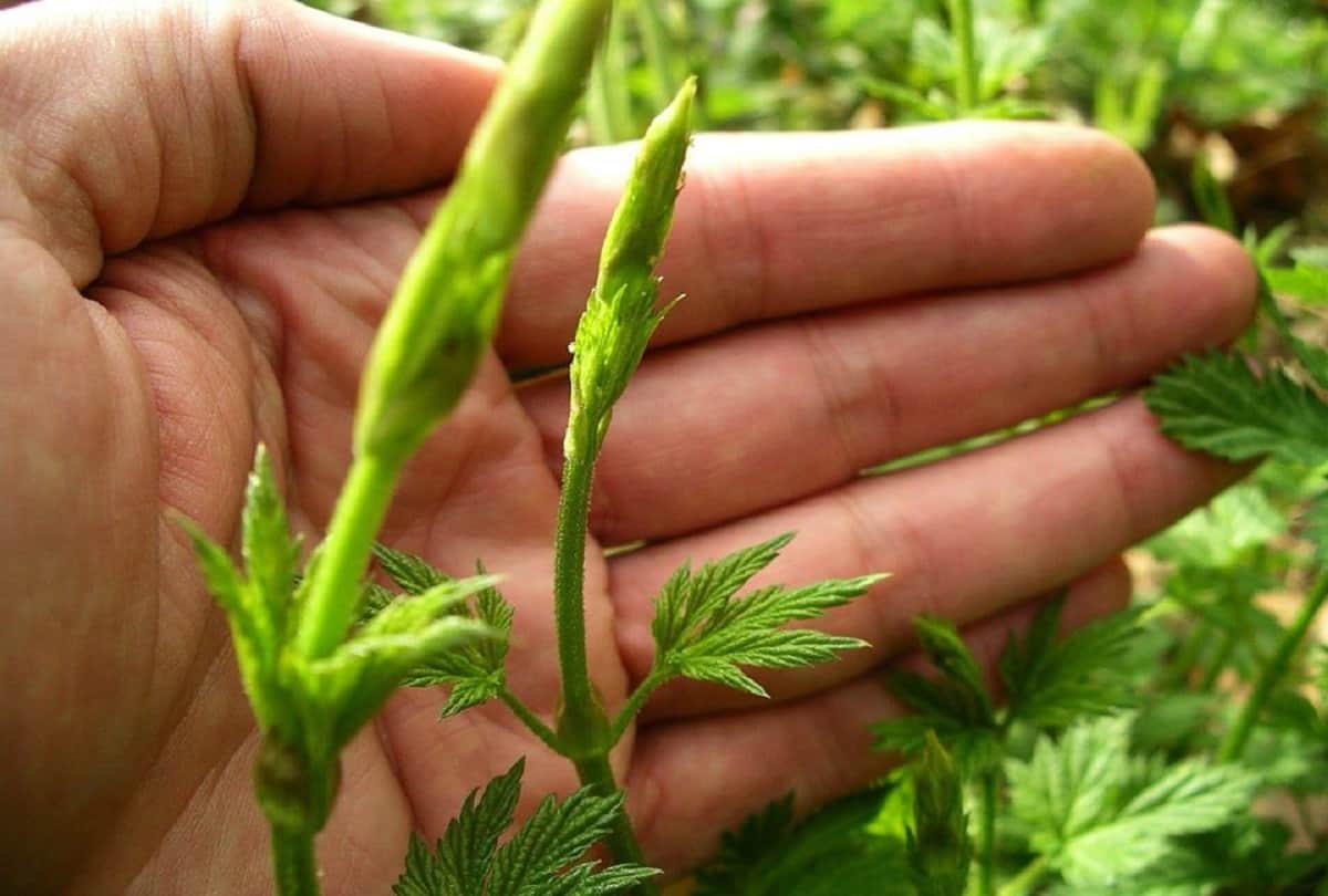 Most Expensive Vegetable In The World Hop Shoots cost 82000 rupees a kilo