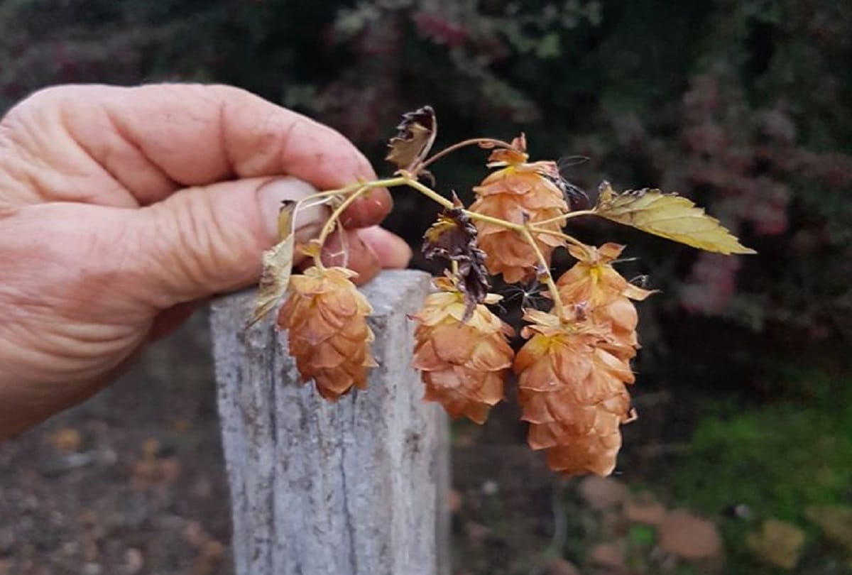 Hop Shoots most expensive vegetable in the world which may have to be loaned from bank to buy