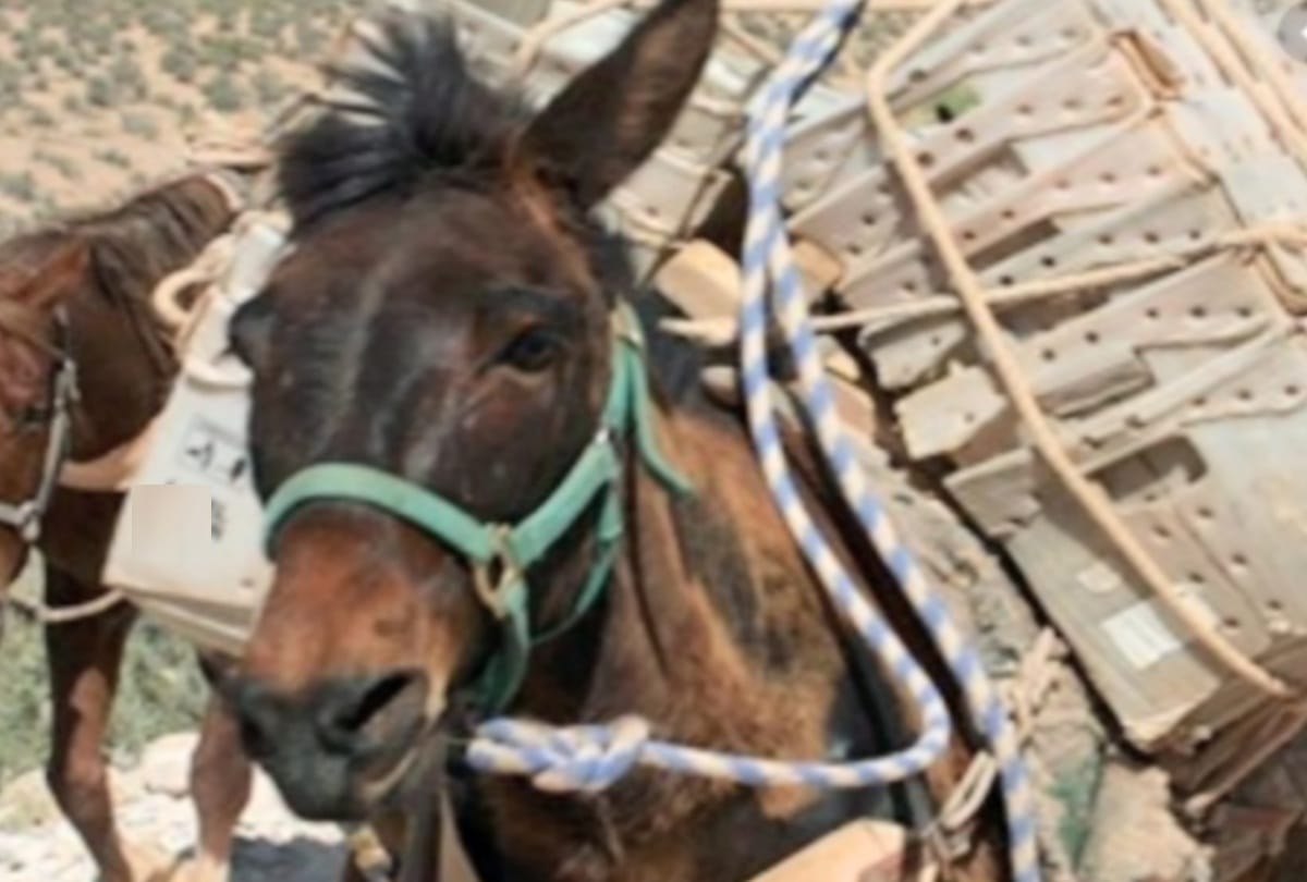 Five people caught loading goods on mules, admitted to quarantine center