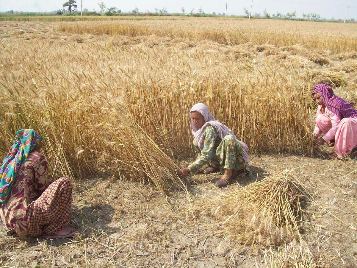retreat labour work in field