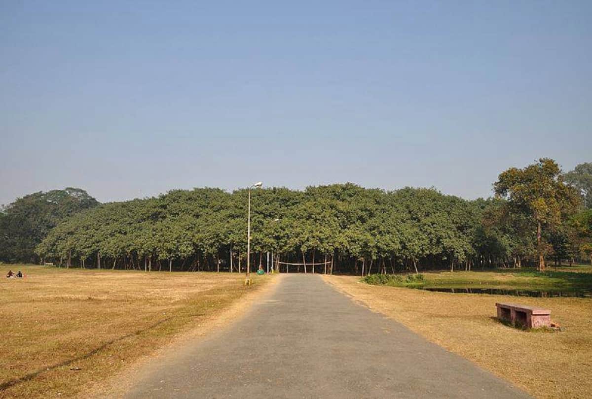 worlds largest banyan tree in India The Great Banyan located in Acharya Jagadish Chandra Bose Indian Botanic   Garden