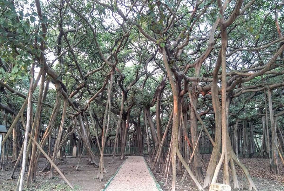 worlds largest banyan tree in India The Great Banyan located in Acharya Jagadish Chandra Bose Indian Botanic   Garden