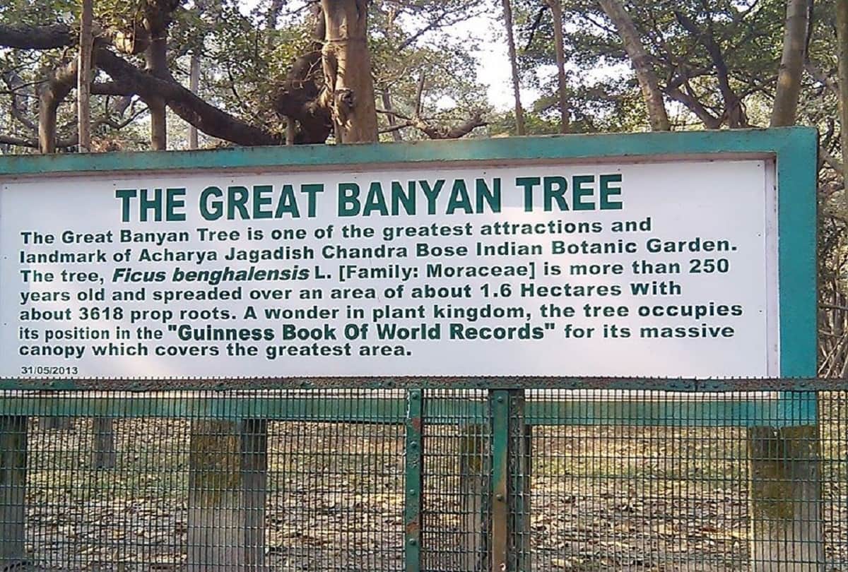worlds largest banyan tree in India The Great Banyan located in Acharya Jagadish Chandra Bose Indian Botanic   Garden