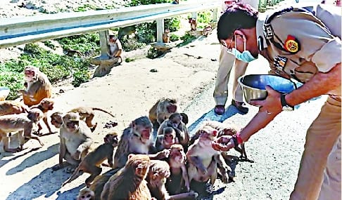 DIG fed bananas to monkeys suffering from hunger