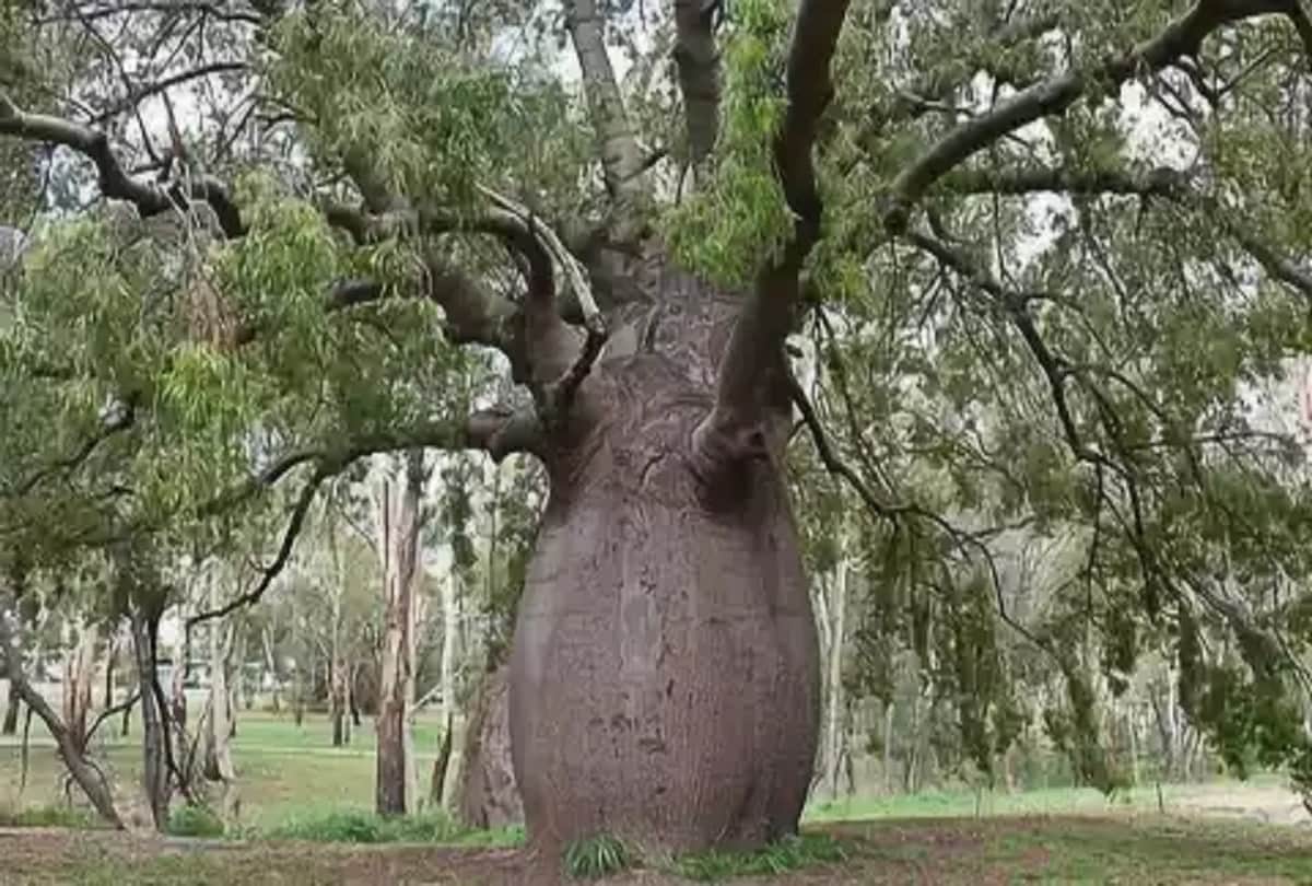 worlds most weird and mysterious trees like dragon blood tree