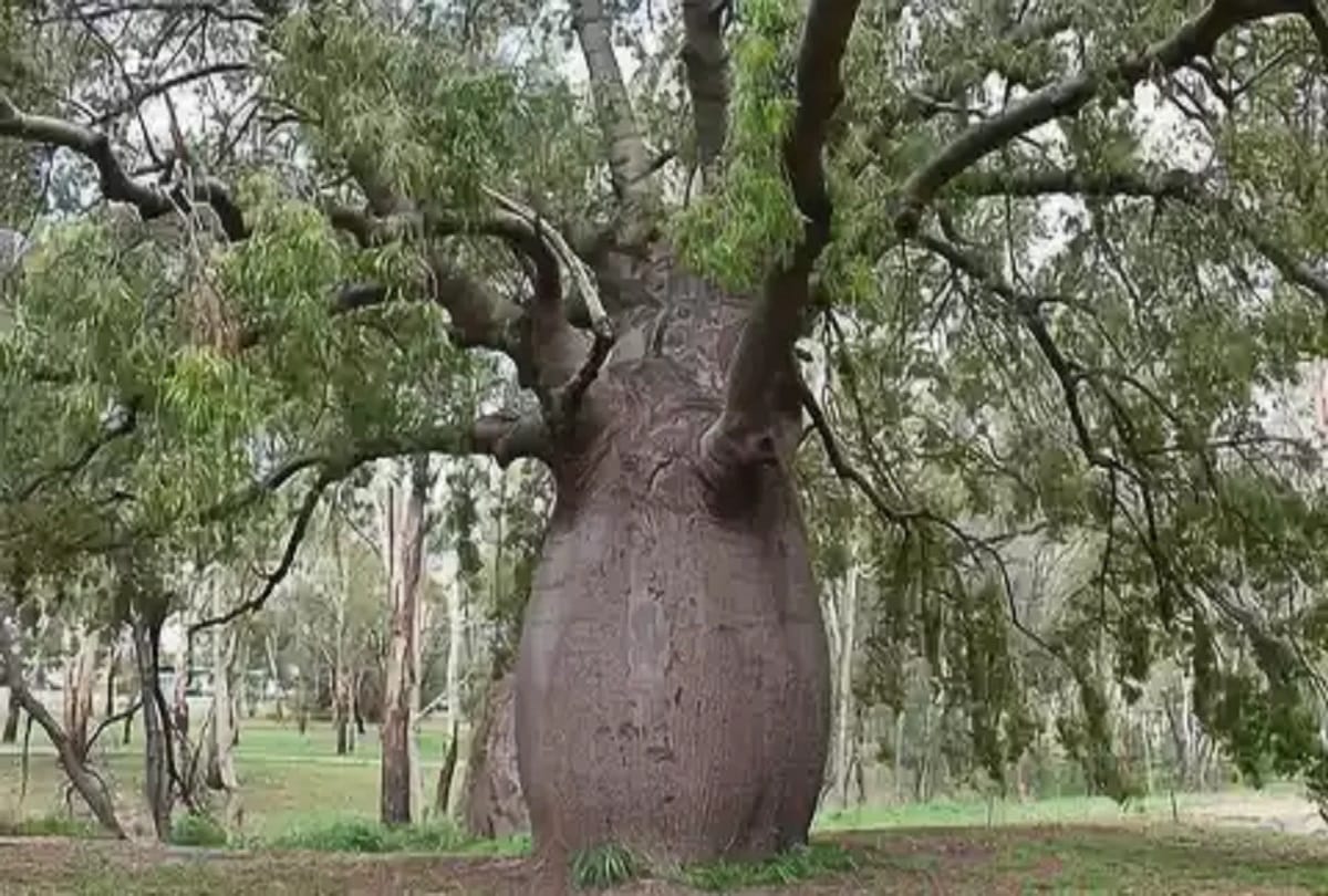 worlds most weird and mysterious trees like dragon blood tree