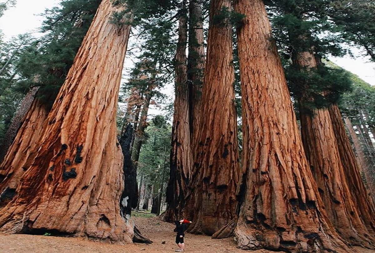 worlds most weird and mysterious trees like dragon blood tree