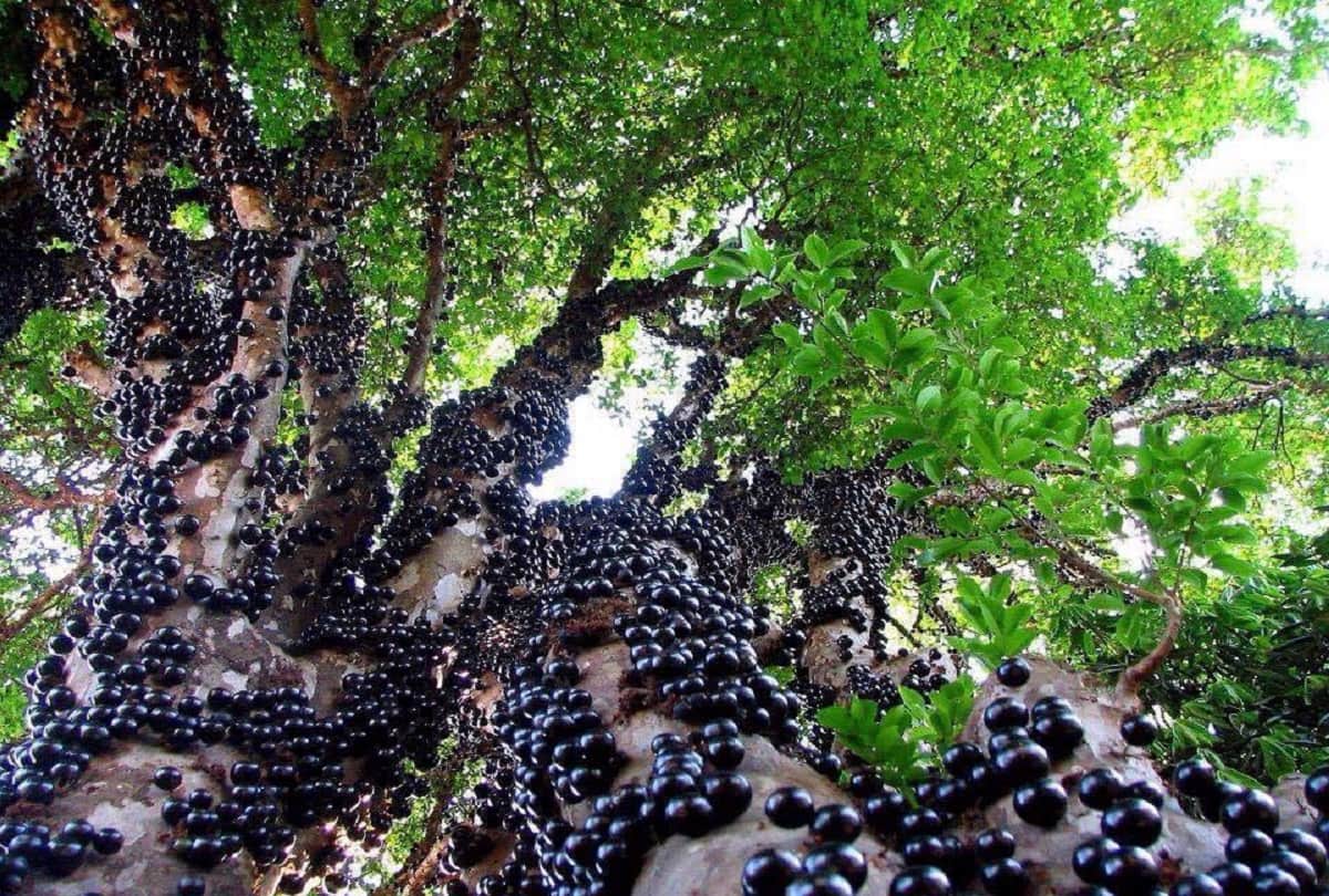 worlds most weird and mysterious trees like dragon blood tree