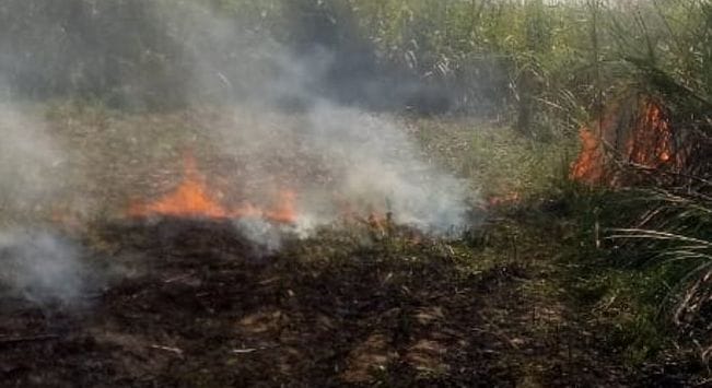 Four bigha sugar cane burned due to fire in the field