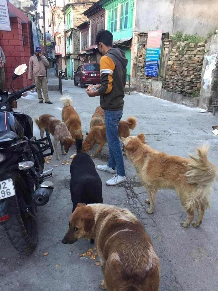animal lovers giving food to abandoned animals