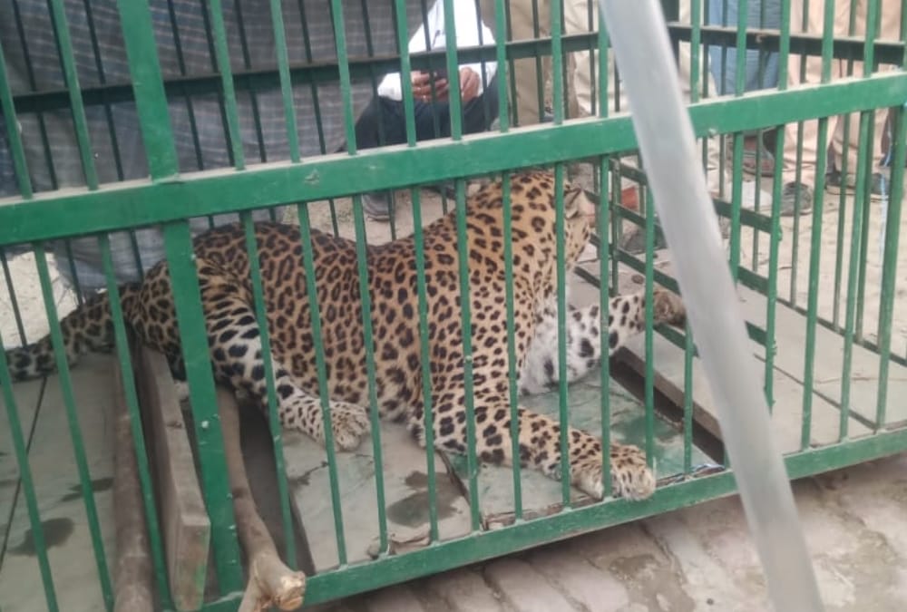 A leopard attacked villagers in Bahraich.