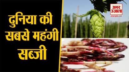 world most expensive vegetable hop shoot