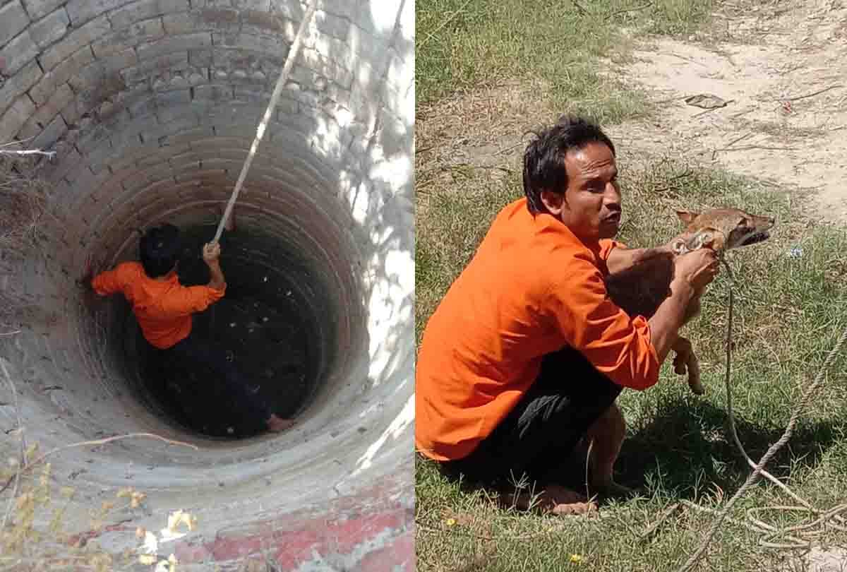 man saved Two jackal life who fell into the well