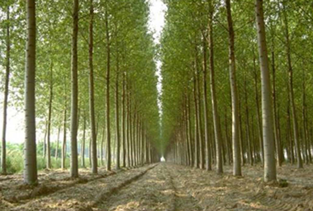 Ban on plantation of Russian poplar in Kashmir, threat of infection increases