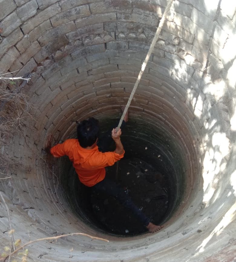 Two jackals fell into the well after risking their lives