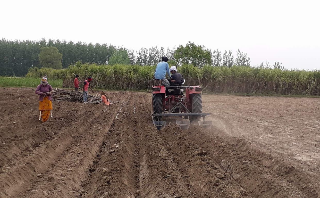 Farmers observe social distancing in sugarcane sowing