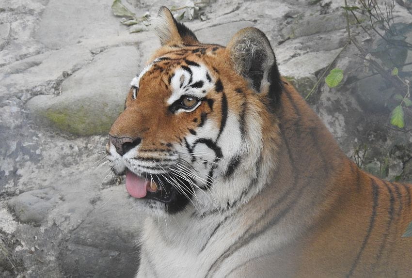 Animals realize freedom from being imprisoned in people's homes