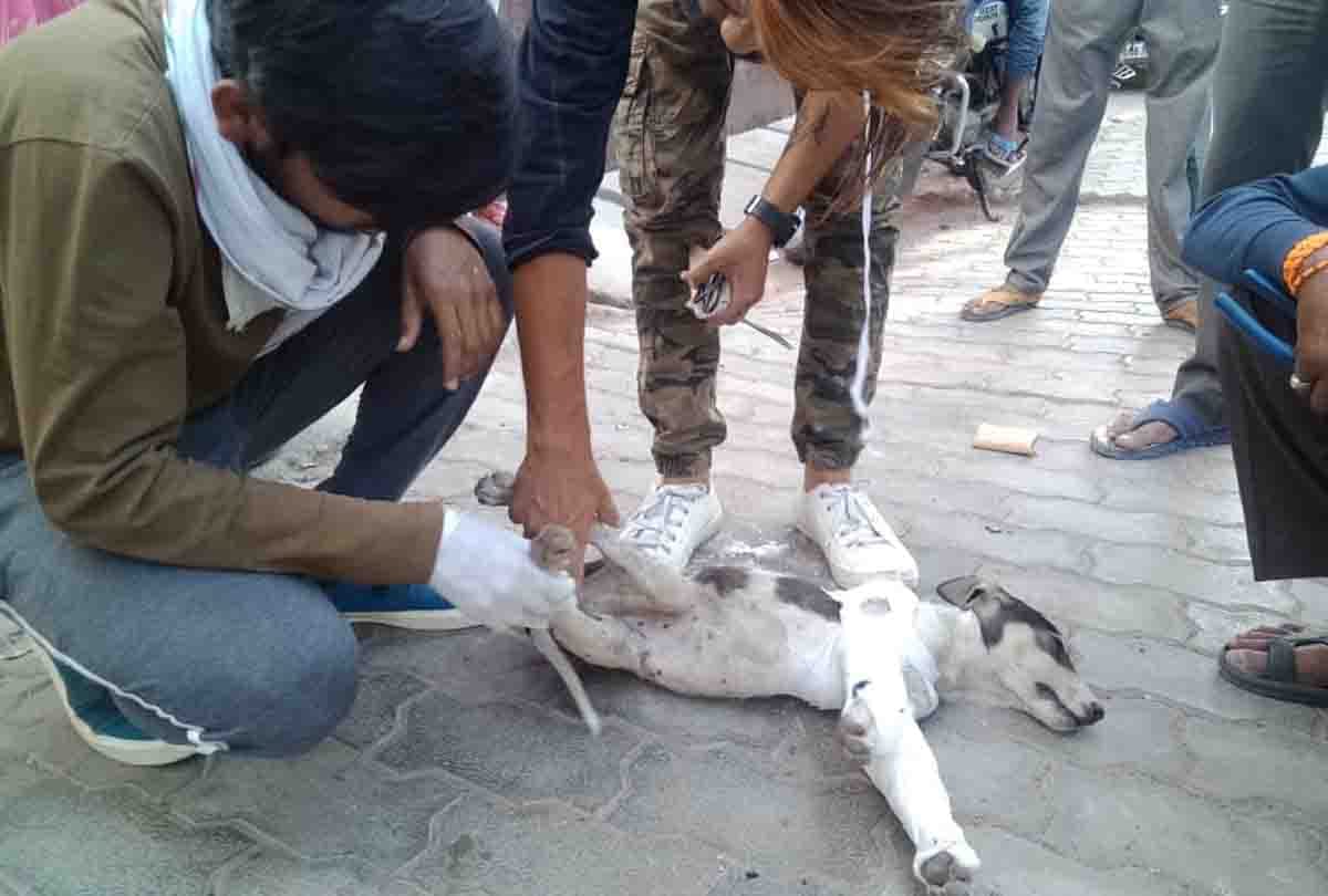 man broke Four month old puppy's leg with iron rod