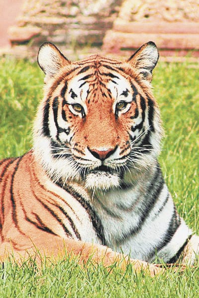 Order to put 300 camera traps in the jungle after getting corona symptoms in Tiger in the US