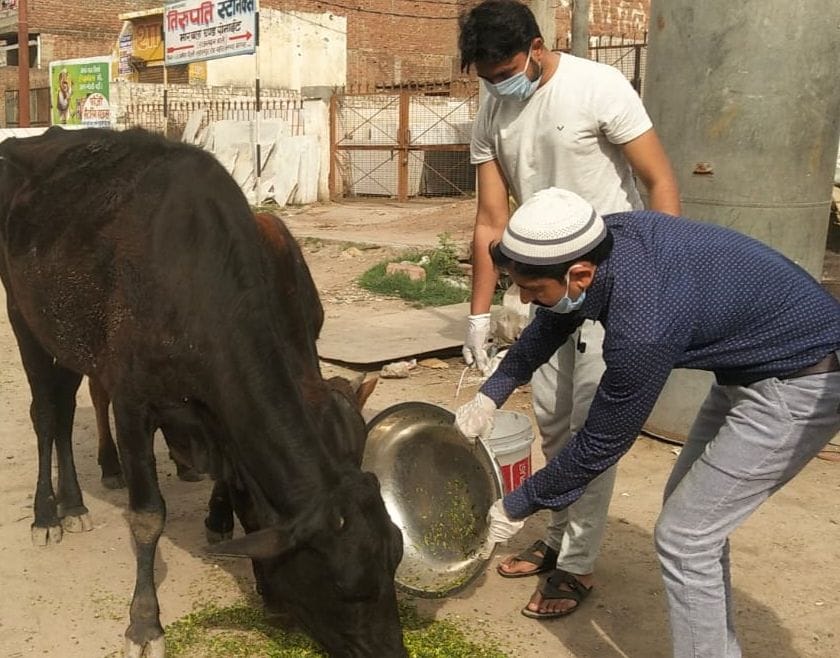 Fodder arrangements for destitute animals