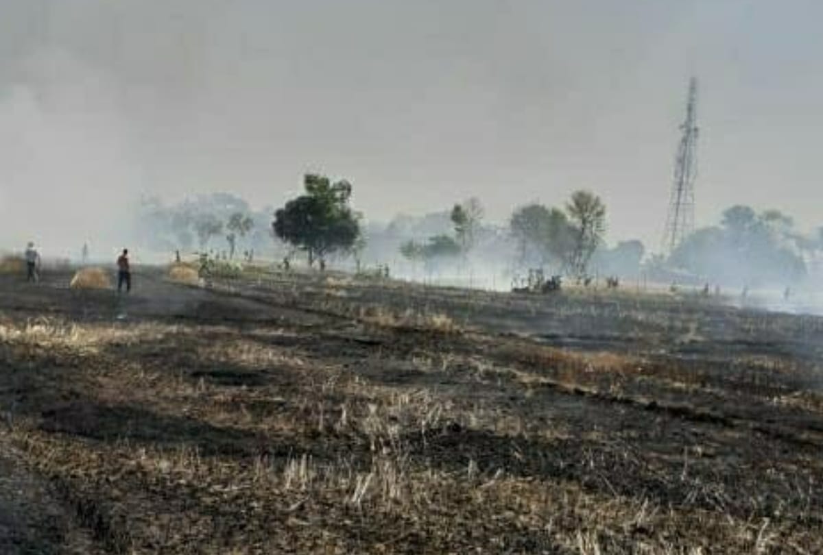 Three acres of wheat crop burnt to ashes in kushinagar