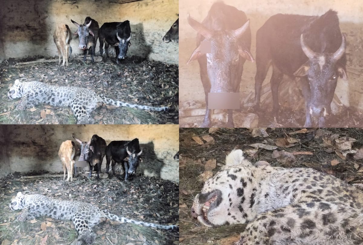 Leopard rushed to hunt cattle, but killed by cow , three women injured in attack