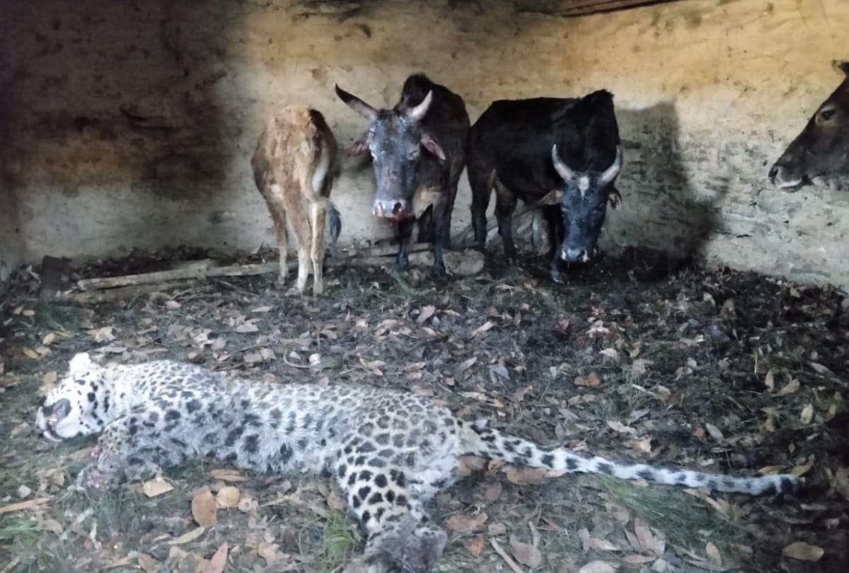 Leopard rushed to hunt cattle, but killed by cow , three women injured in attack