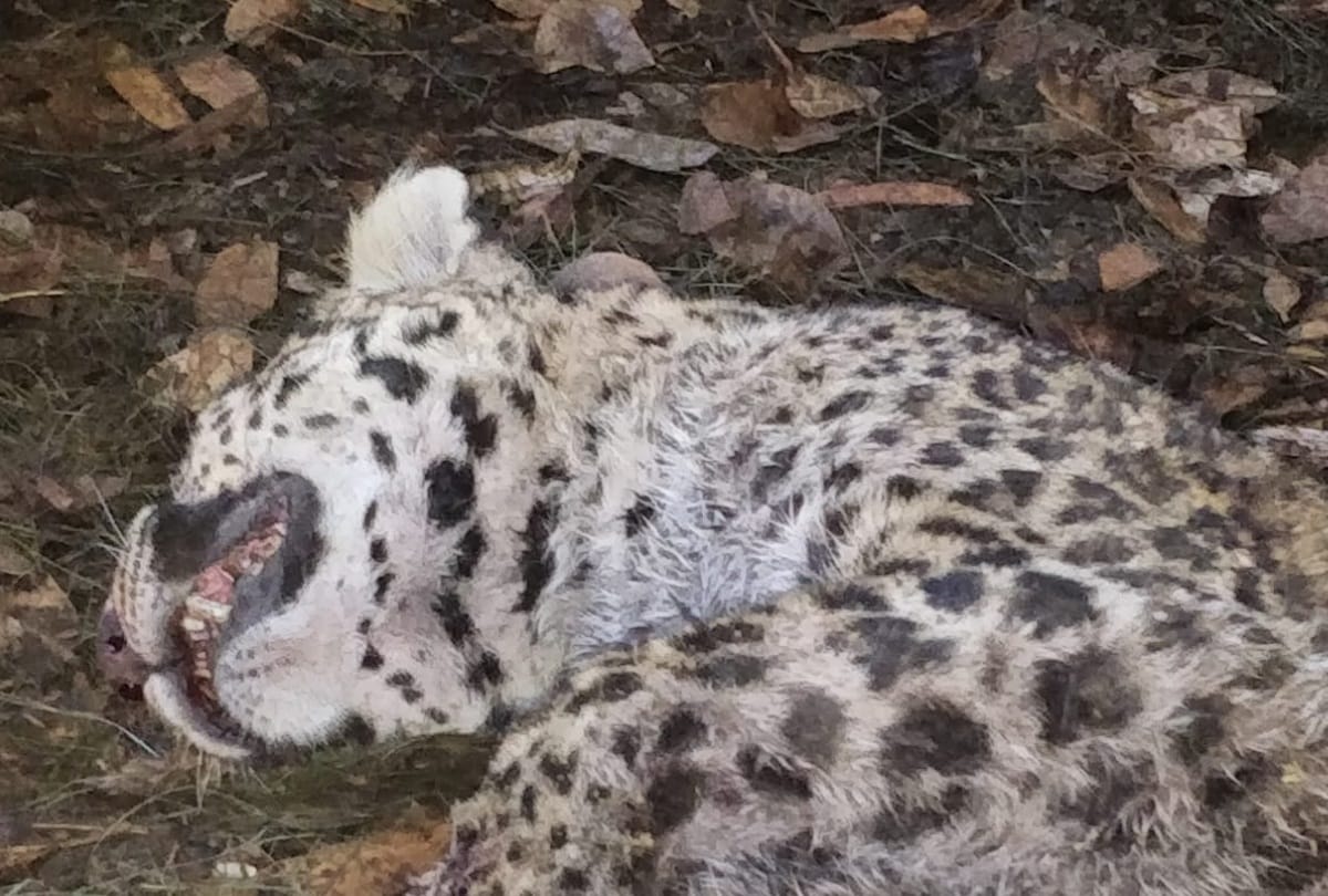 Leopard dead body Found in dehradun rajpur Forest area
