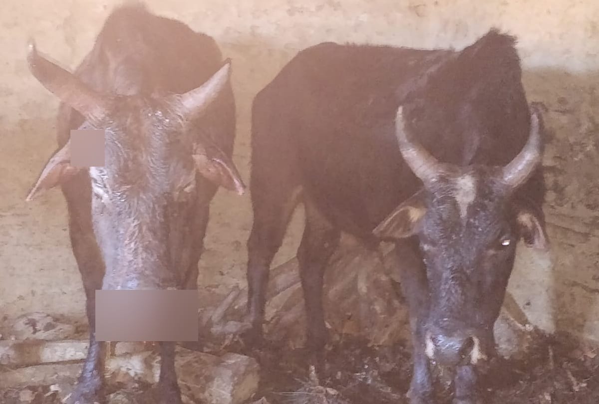 Leopard rushed to hunt cattle, but killed by cow , three women injured in attack