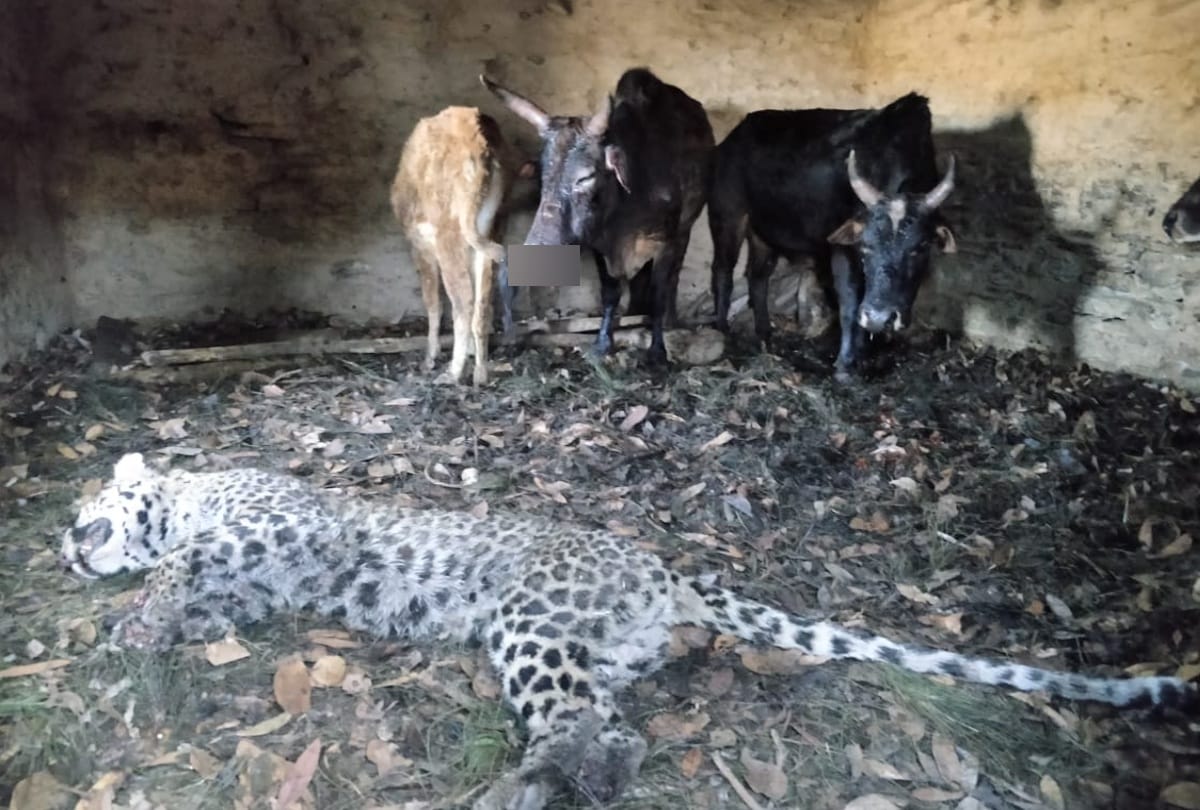 Leopard rushed to hunt cattle, but killed by cow , three women injured in attack
