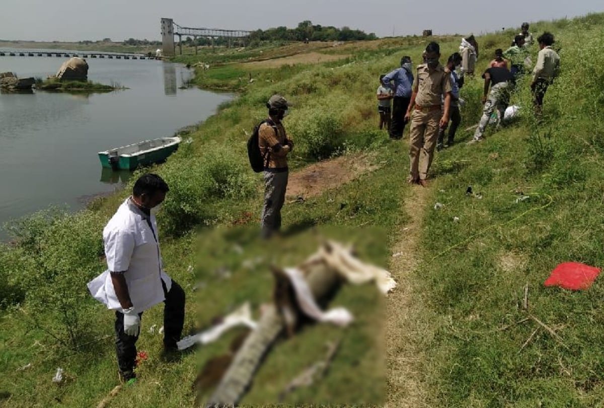 viscera test to know the secret of the alligators deaths in agra