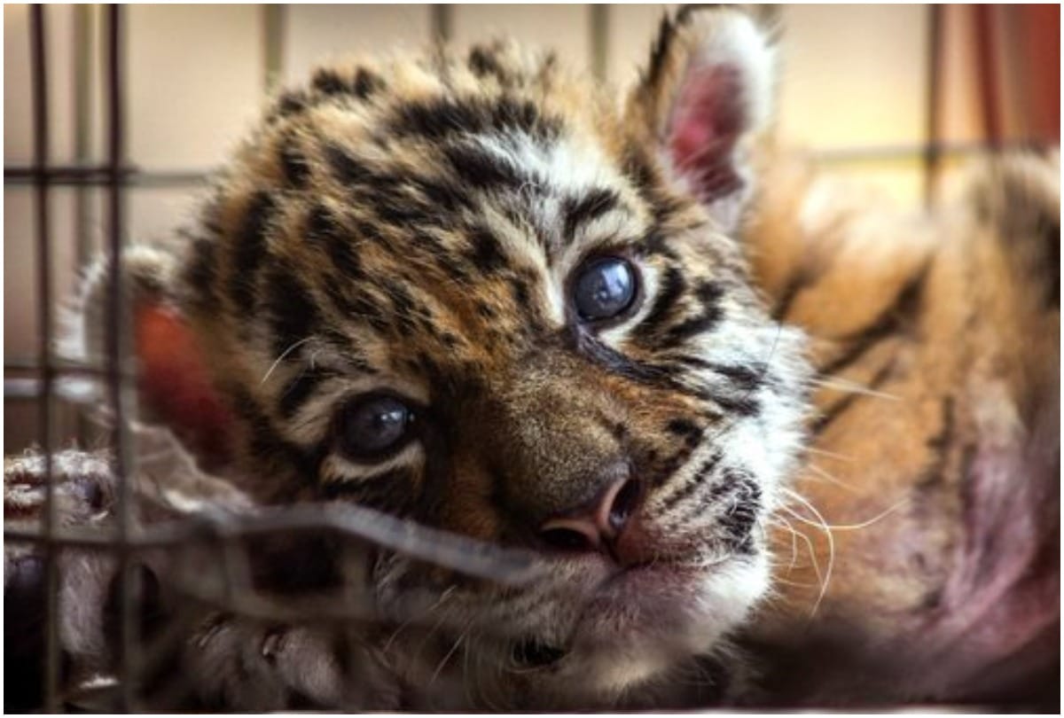 A newborn bengal tiger cub called Covid is cared for at the Wildlife Rescue and Rehabilitation Center