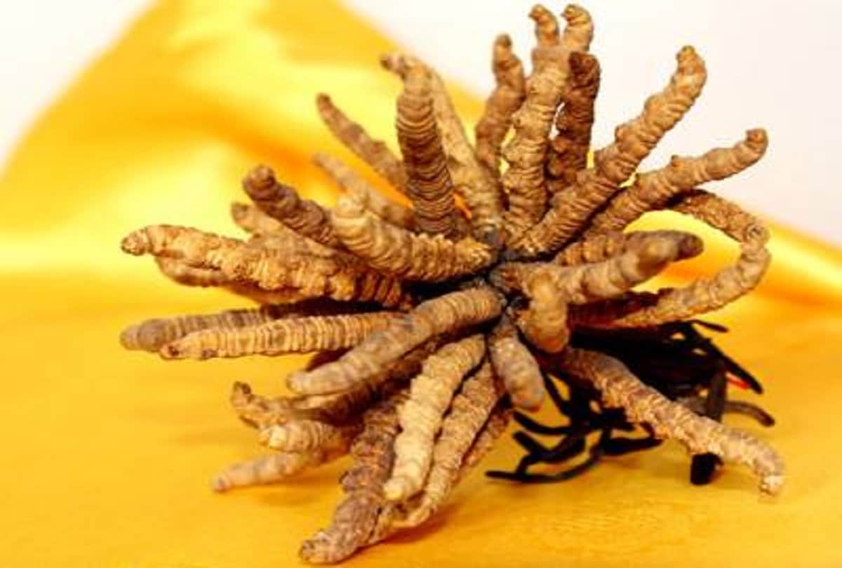 worlds most expensive Worm Caterpillar Fungus also known as Yarshagumba that cost 10 lakh rupees a kilo