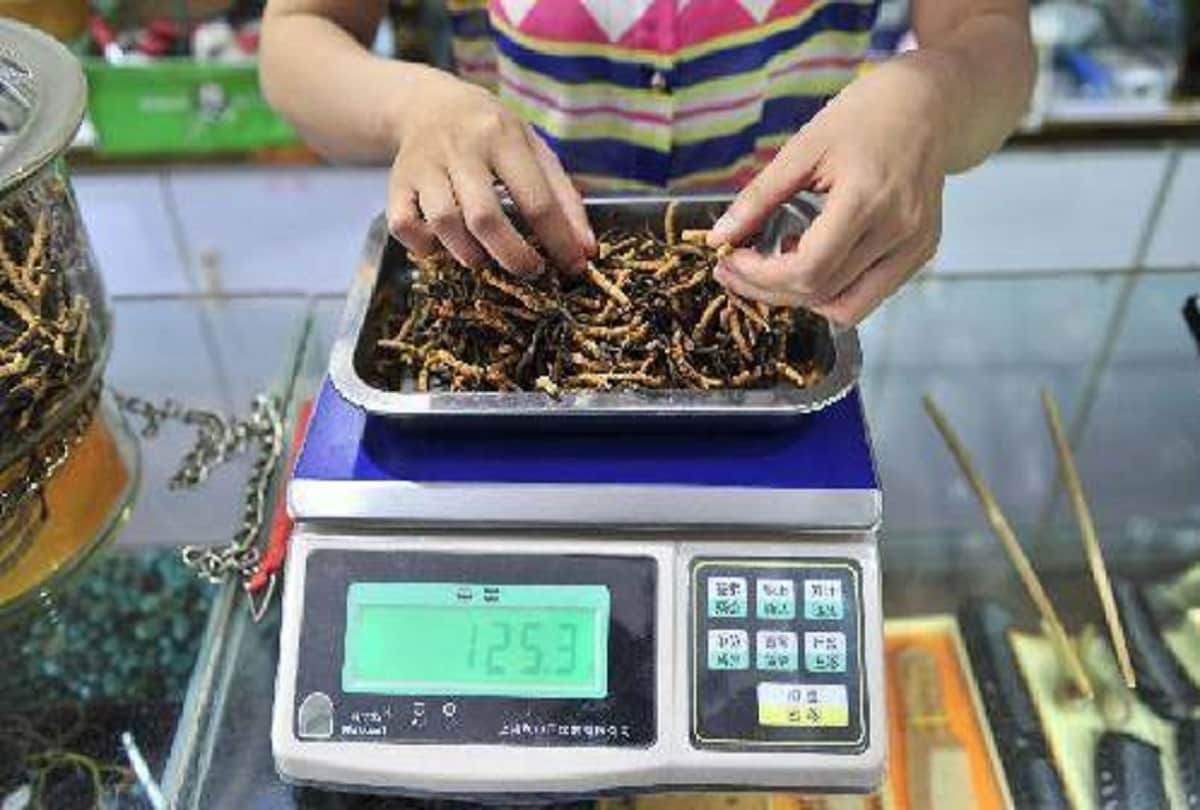 worlds most expensive Worm Caterpillar Fungus also known as Yarshagumba that cost 10 lakh rupees a kilo