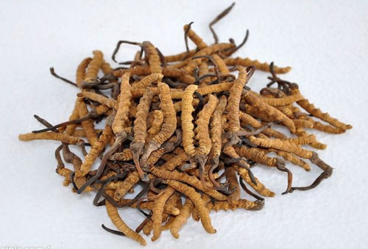 worlds most expensive Worm Caterpillar Fungus also known as Yarshagumba that cost 10 lakh rupees a kilo