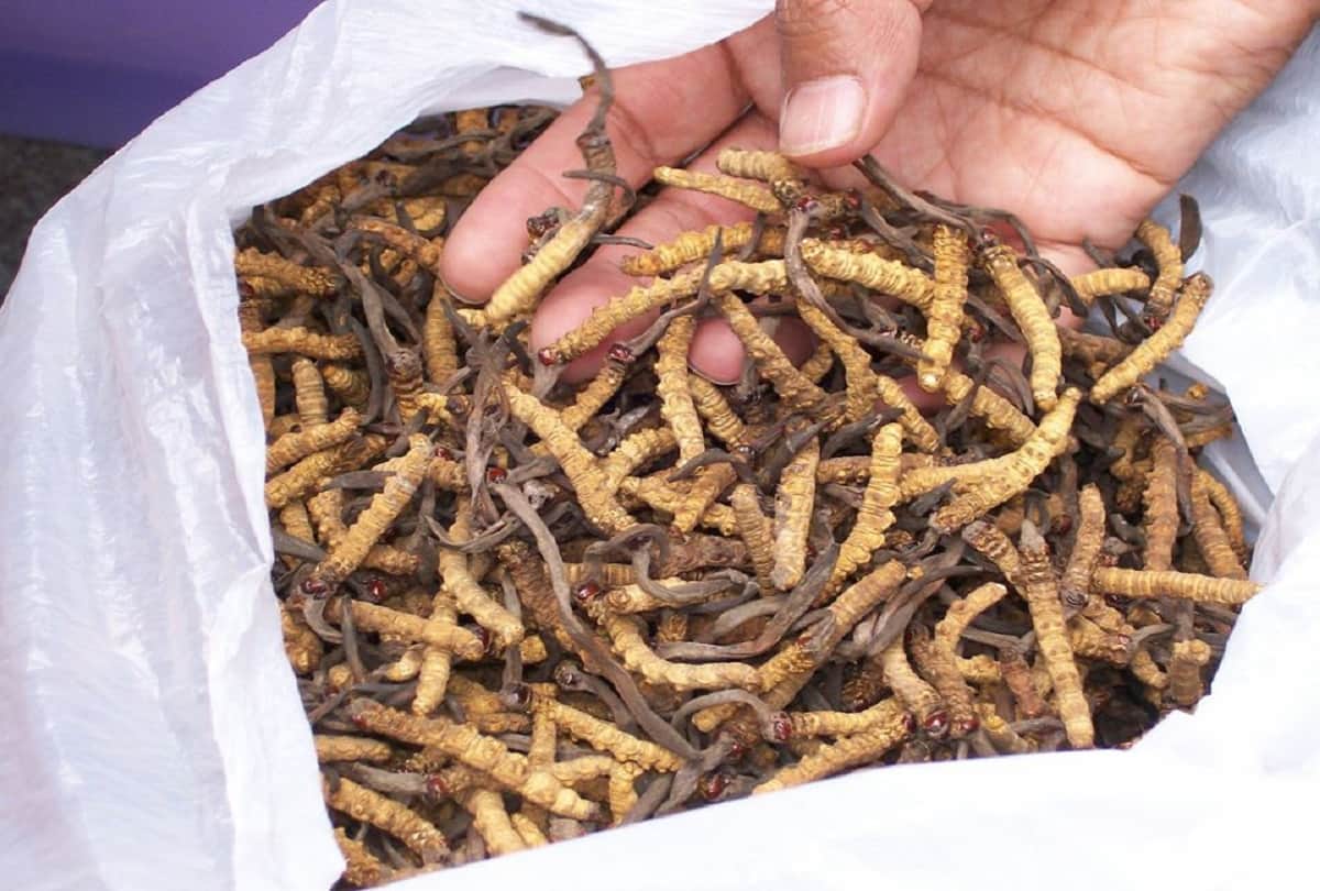 worlds most expensive Worm Caterpillar Fungus also known as Yarshagumba that cost 10 lakh rupees a kilo