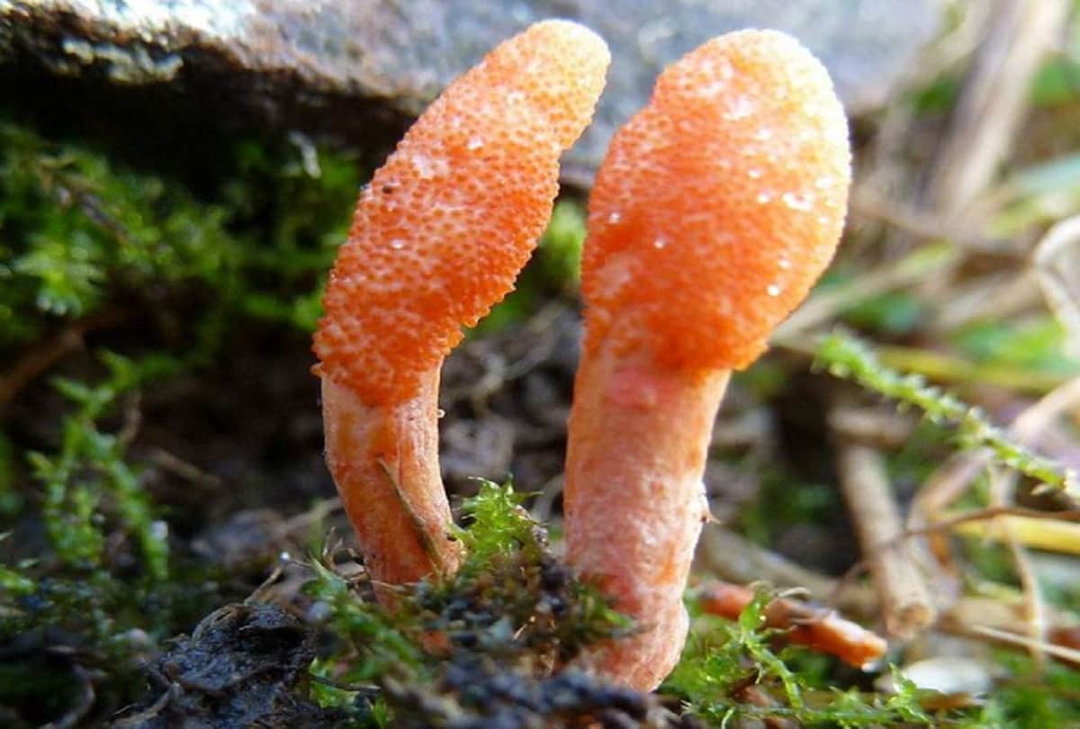 worlds most expensive Worm Caterpillar Fungus also known as Yarshagumba that cost 10 lakh rupees a kilo