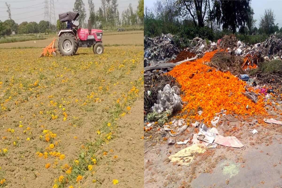flowers supply stopped Due to lockdown, Meerut farmer destroys five bigha marigold crops with tractor