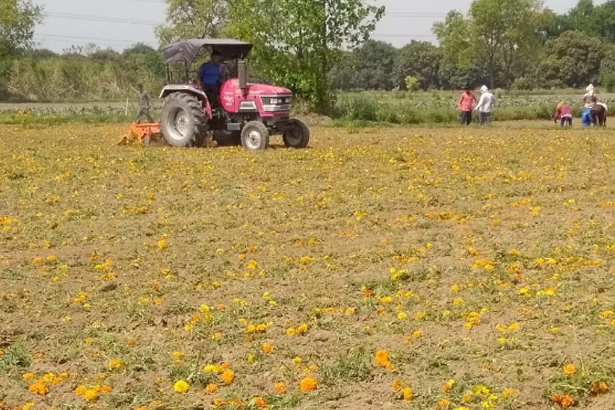 flowers supply stopped Due to lockdown, Meerut farmer destroys five bigha marigold crops with tractor