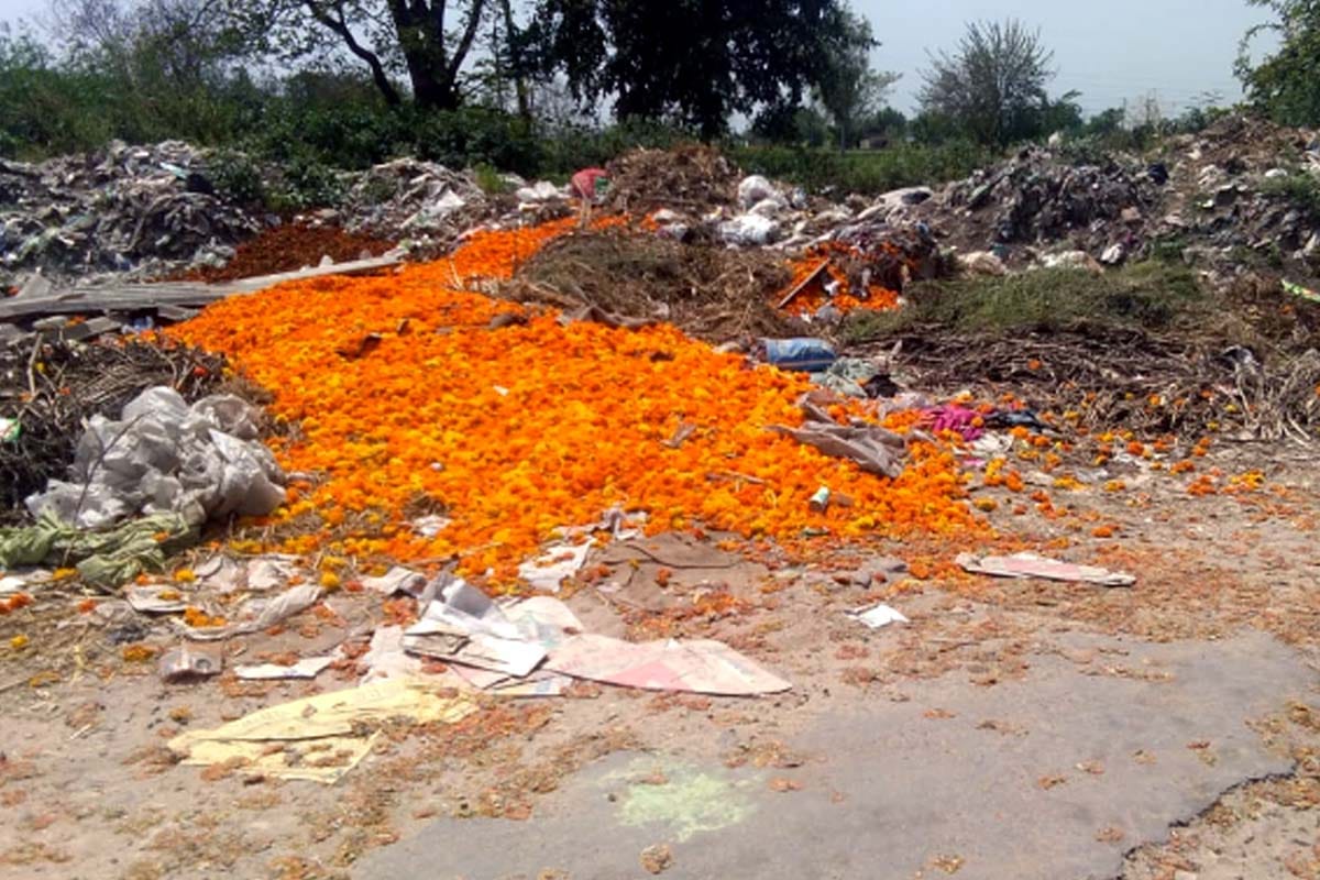 flowers supply stopped Due to lockdown, Meerut farmer destroys five bigha marigold crops with tractor