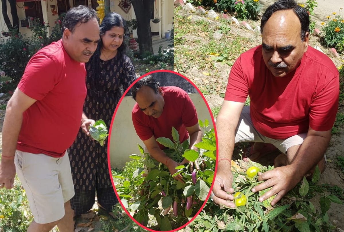 Five Types vegetables Growing in house during lockdown in gorakhpur