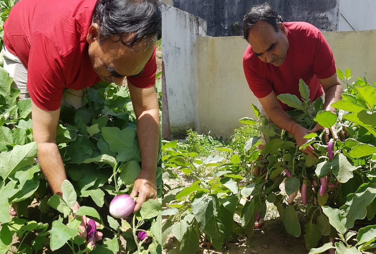 Five Types vegetables Growing in house during lockdown in gorakhpur
